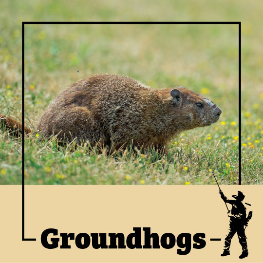 How to trap and remove problem woodchucks in New York, Woodchuck