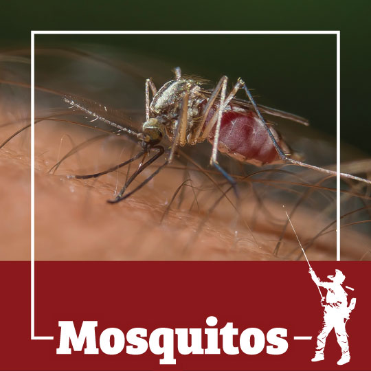 Mosquito Control Rochester, Syracuse, Buffalo in NY