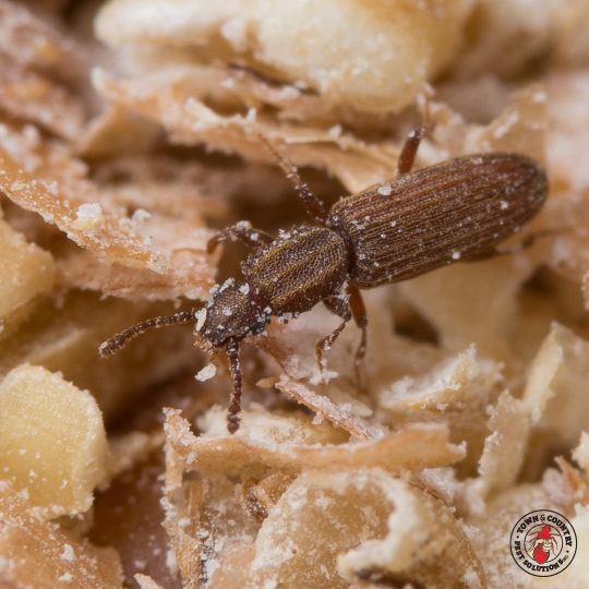 The Battle Against Pantry Beetles: Strategies For Success In Your  Massachusetts Home