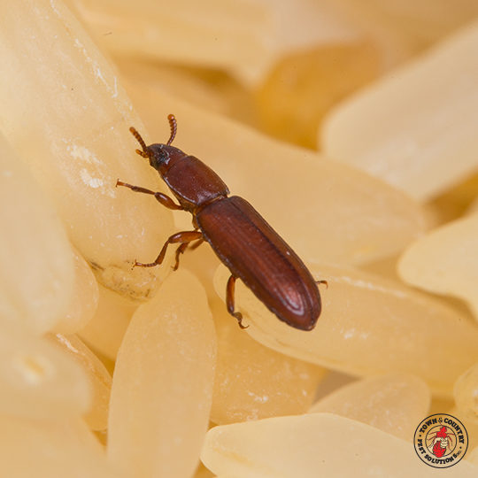 red flour beetle, grain beetle, sawtooth grain beetle, town and country, town and country pest solutions, pest, pests, rochester, syracuse, buffalo, rochester ny, syracuse ny, buffalo ny, new york, western ny, rochester exterminators, syracuse exterminators, buffalo exterminators, bed bugs, fabry, matt fabry, extermination, hire the pros, friendly, trustworthy