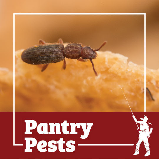 https://townandcountrysolutions.com/wp-content/uploads/Services_Pantry-Pests-540x540.jpg