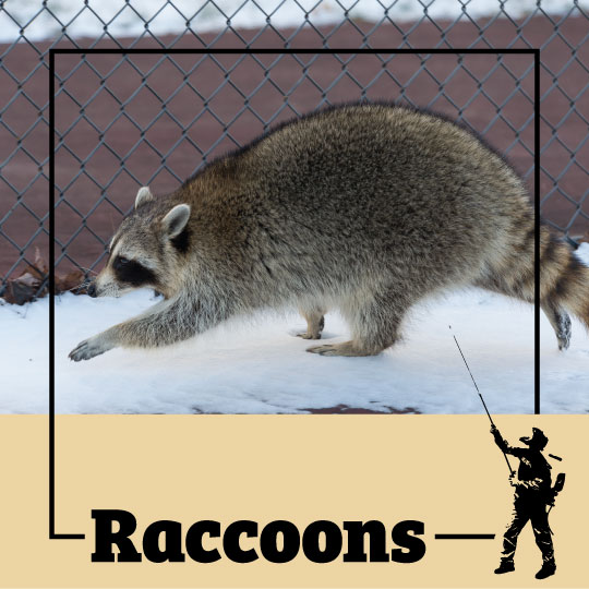 raccoon, raccoons, town and country, town and country pest solutions, pest, pests, rochester, syracuse, buffalo, rochester ny, syracuse ny, buffalo ny, new york, western ny, rochester exterminators, syracuse exterminators, buffalo exterminators, bed bugs, fabry, matt fabry, extermination, hire the pros, friendly, trustworthy