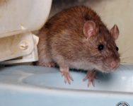 rat, rats, town and country, town and country pest solutions, pest, pests, rochester, syracuse, buffalo, rochester ny, syracuse ny, buffalo ny, new york, western ny, rochester exterminators, syracuse exterminators, buffalo exterminators, bed bugs, fabry, matt fabry, extermination, hire the pros, friendly, trustworthy