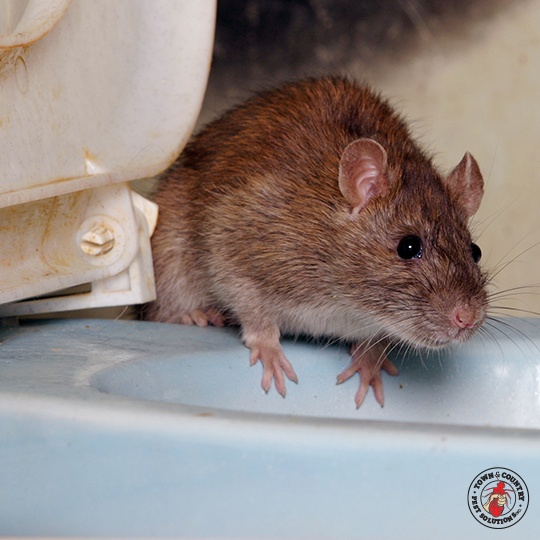 Annual Rodent Control Issue] Why Do Rodents Gnaw? - Pest Control