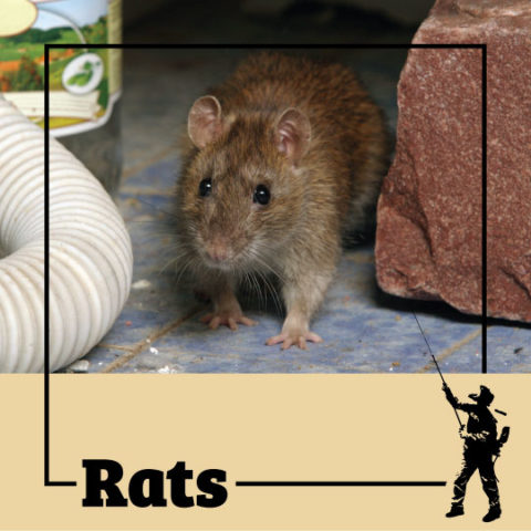 rat, rats, town and country, town and country pest solutions, pest, pests, rochester, syracuse, buffalo, rochester ny, syracuse ny, buffalo ny, new york, western ny, rochester exterminators, syracuse exterminators, buffalo exterminators, bed bugs, fabry, matt fabry, extermination, hire the pros, friendly, trustworthy