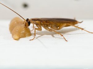 Which Cockroach Species Cannot Survive Outside Of Man Made Structures?
