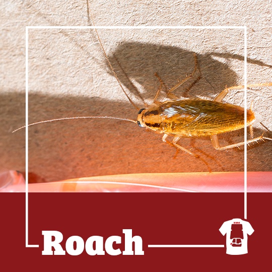 roach, roaches, cockroaches, town and country, town and country pest solutions, pest, pests, rochester, syracuse, buffalo, rochester ny, syracuse ny, buffalo ny, new york, western ny, rochester exterminators, syracuse exterminators, buffalo exterminators, bed bugs, fabry, matt fabry, extermination, hire the pros, friendly, trustworthy