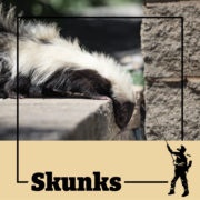 skunk, skunks, town and country, town and country pest solutions, pest, pests, rochester, syracuse, buffalo, rochester ny, syracuse ny, buffalo ny, new york, western ny, rochester exterminators, syracuse exterminators, buffalo exterminators, bed bugs, fabry, matt fabry, extermination, hire the pros, friendly, trustworthy