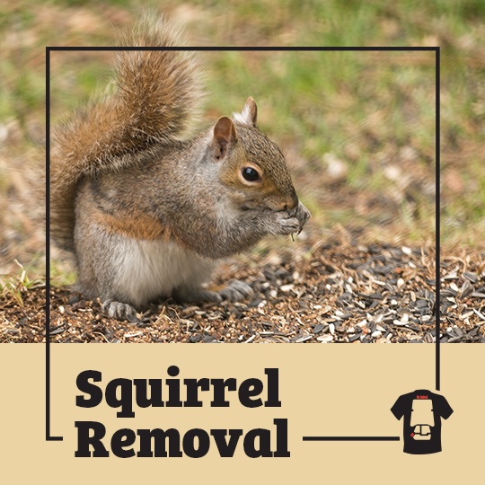 squirrel, squirrels, town and country, town and country pest solutions, pest, pests, rochester, syracuse, buffalo, rochester ny, syracuse ny, buffalo ny, new york, western ny, rochester exterminators, syracuse exterminators, buffalo exterminators, bed bugs, fabry, matt fabry, extermination, hire the pros, friendly, trustworthy