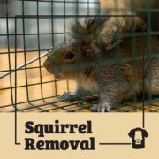 squirrel, squirrels, town and country, town and country pest solutions, pest, pests, rochester, syracuse, buffalo, rochester ny, syracuse ny, buffalo ny, new york, western ny, rochester exterminators, syracuse exterminators, buffalo exterminators, bed bugs, fabry, matt fabry, extermination, hire the pros, friendly, trustworthy