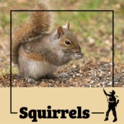 squirrel, squirrels, acorn, town and country, town and country pest solutions, pest, pests, rochester, syracuse, buffalo, rochester ny, syracuse ny, buffalo ny, new york, western ny, rochester exterminators, syracuse exterminators, buffalo exterminators, bed bugs, fabry, matt fabry, extermination, hire the pros, friendly, trustworthy