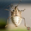 Services_Stink Bug_02