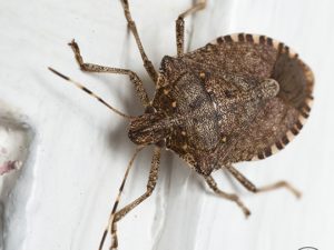 Common Bugs In Upstate New York Homes