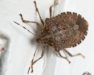 Services_Stink Bug_03