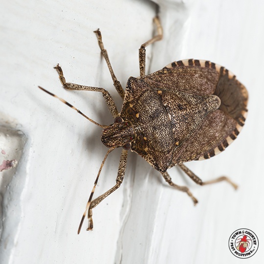 Services_Stink Bug_03