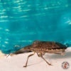 Services_Stink Bug_04