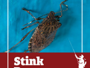 Stink Bugs Emerge From Hiding Places Within Upstate New York