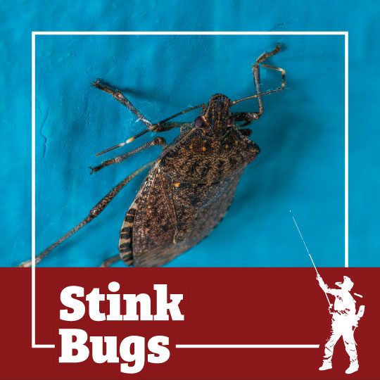 stink bug, stink bugs, shield bugs, shield bug, beetle, town and country, town and country pest solutions, pest, pests, rochester, syracuse, buffalo, rochester ny, syracuse ny, buffalo ny, new york, western ny, rochester exterminators, syracuse exterminators, buffalo exterminators, bed bugs, fabry, matt fabry, extermination, hire the pros, friendly, trustworthy