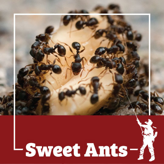 sweet ants, sweet ant, town and country, town and country pest solutions, pest, pests, rochester, syracuse, buffalo, rochester ny, syracuse ny, buffalo ny, new york, western ny, rochester exterminators, syracuse exterminators, buffalo exterminators, bed bugs, fabry, matt fabry, extermination, hire the pros, friendly, trustworthy