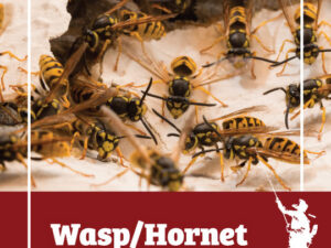 Bee & Wasp Control Tips! | T&C Pest Solutions