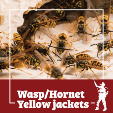 Wasp Control Rochester, Syracuse, Buffalo in NY