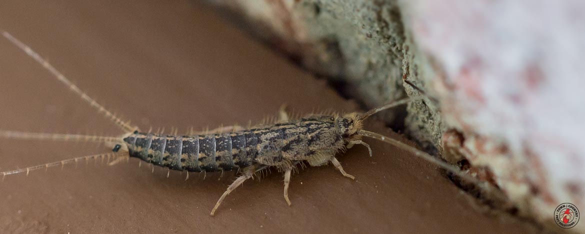 Where Silverfish Come From, Town & Country Pest Solutions