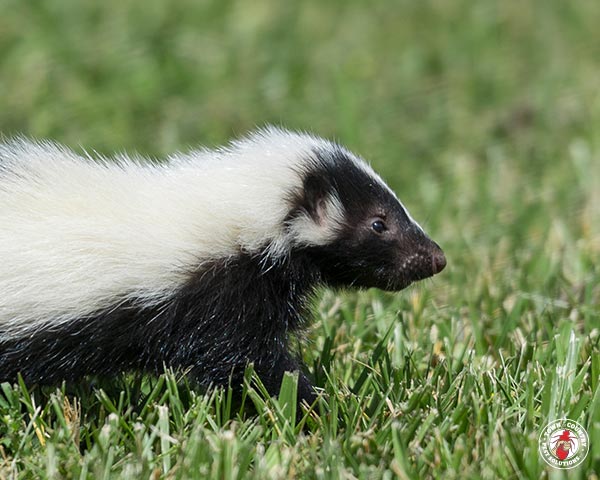 Skunks Significance to Native Americans