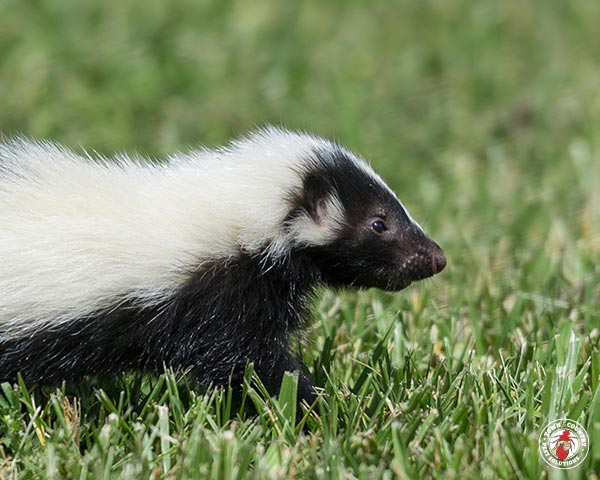 skunk, skunks, town and country, town and country pest solutions, pest, pests, rochester, syracuse, buffalo, rochester ny, syracuse ny, buffalo ny, new york, western ny, rochester exterminators, syracuse exterminators, buffalo exterminators, bed bugs, fabry, matt fabry, extermination, hire the pros, friendly, trustworthy