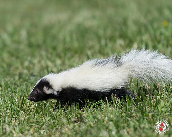 skunk, skunks, town and country, town and country pest solutions, pest, pests, rochester, syracuse, buffalo, rochester ny, syracuse ny, buffalo ny, new york, western ny, rochester exterminators, syracuse exterminators, buffalo exterminators, bed bugs, fabry, matt fabry, extermination, hire the pros, friendly, trustworthy