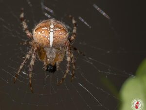 The Life Cycle Of Garden Spiders