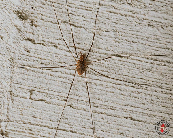 spider, spiders, arachnid, arachnophobia, town and country, town and country pest solutions, pest, pests, rochester, syracuse, buffalo, rochester ny, syracuse ny, buffalo ny, new york, western ny, rochester exterminators, syracuse exterminators, buffalo exterminators, bed bugs, fabry, matt fabry, extermination, hire the pros, friendly, trustworthy