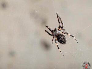 How Spider Silk Could Replace Plastics