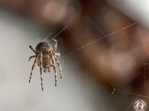 Common House Spiders In The Northeast And The Number Of Eggs They Deposit Within Homes
