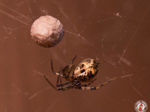 Garden Spiders Are The Largest And Glitziest Spider Species Found Around Upstate New York Homes