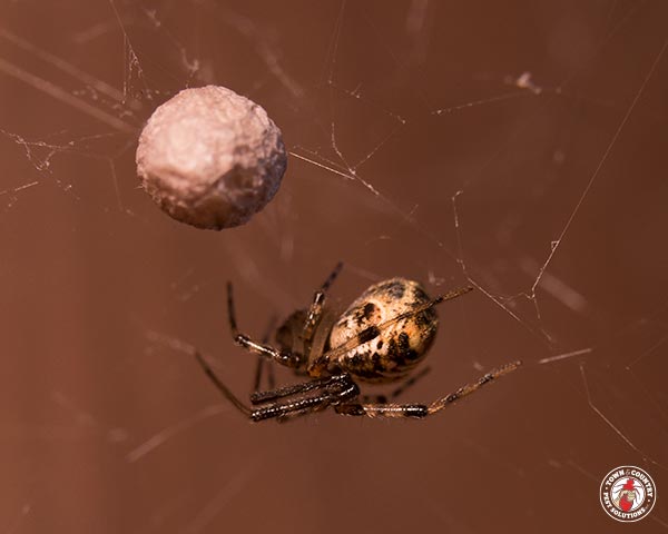 Arachnaphobia: Baseballs Fear Of The Cleveland Spiders