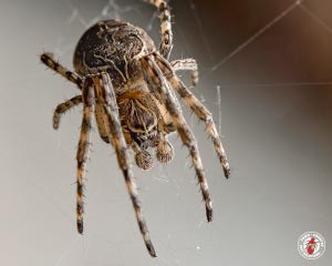 Barn Spider Control Services - Barn Spider Exterminators