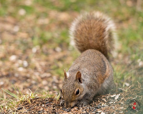 squirrel, squirrels, town and country, town and country pest solutions, pest, pests, rochester, syracuse, buffalo, rochester ny, syracuse ny, buffalo ny, new york, western ny, rochester exterminators, syracuse exterminators, buffalo exterminators, bed bugs, fabry, matt fabry, extermination, hire the pros, friendly, trustworthy