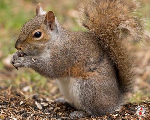 Rochester Squirrel control