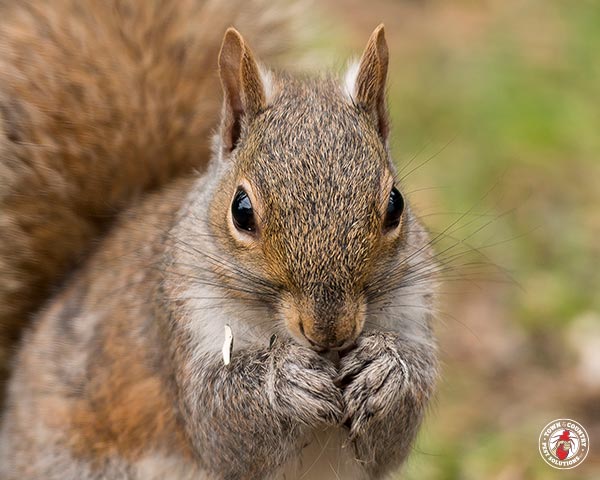 up squirrel