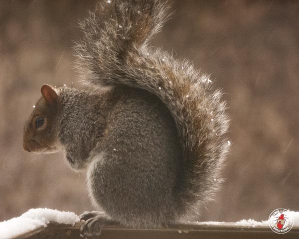 squirrel, squirrels, town and country, town and country pest solutions, pest, pests, rochester, syracuse, buffalo, rochester ny, syracuse ny, buffalo ny, new york, western ny, rochester exterminators, syracuse exterminators, buffalo exterminators, bed bugs, fabry, matt fabry, extermination, hire the pros, friendly, trustworthy