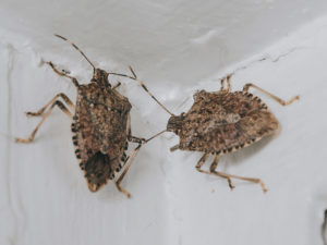 Thousands Of Stink Bugs Infest Homeowner’s Fireplace