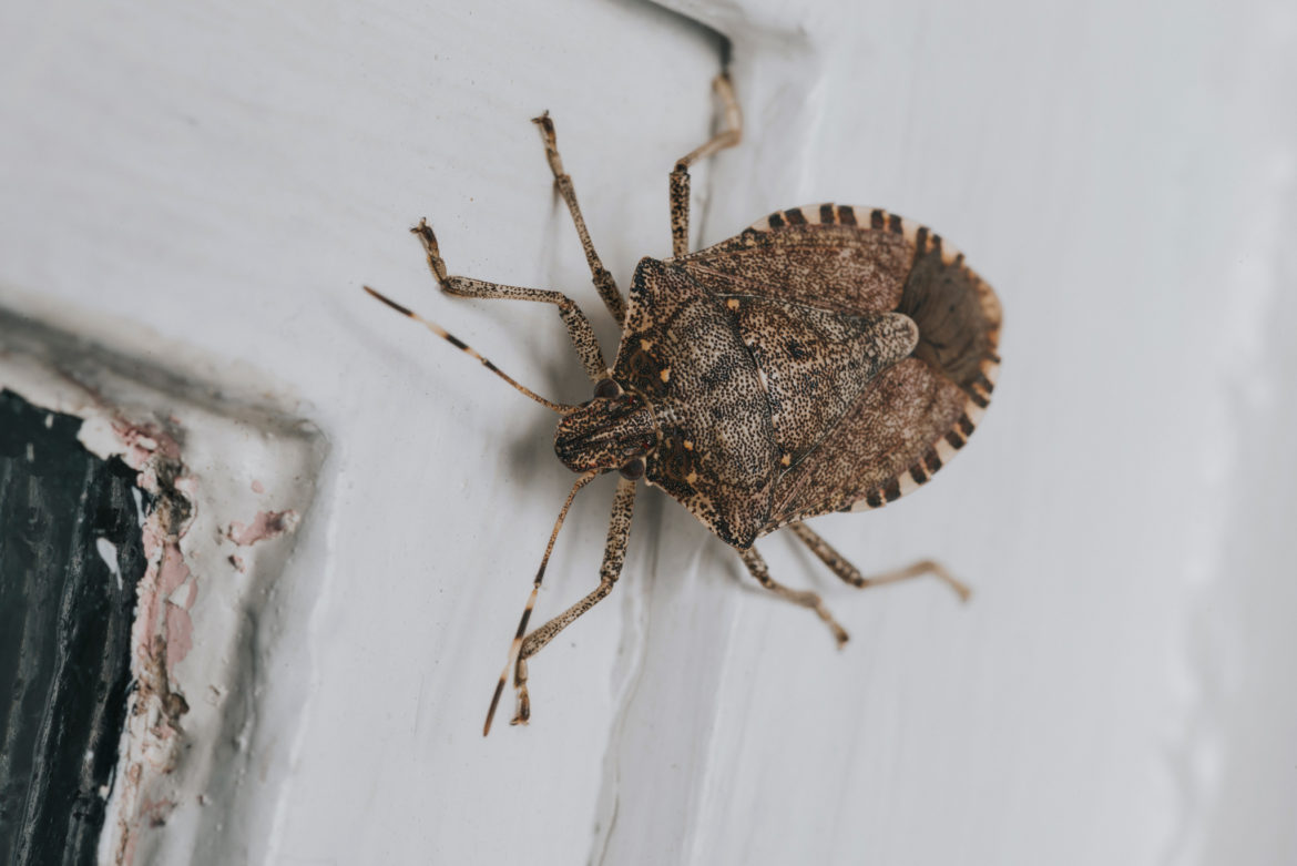 Stink Bug Control