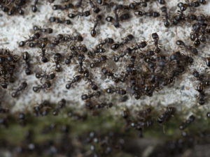 Keeping Ants Away From your Syracuse Home: Effective Strategies to Keep Your Home Ant-Free