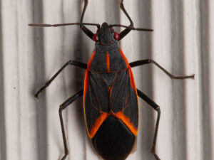 8 Expert Tips to Keep Your Home Pest-Free Year-Round