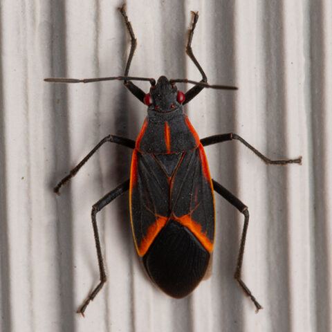 T&C_Website_Graphics_Box_Elder_Bugs_540x540