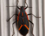 T&C_Website_Graphics_Box_Elder_Bugs_540x540