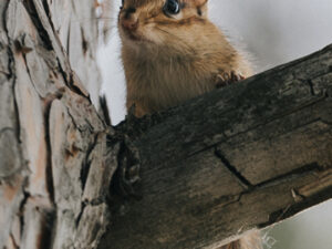 Keeping Wildlife Out in 2026 with Town and Country Pest Solutions