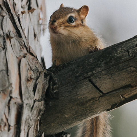 T&C_Website_Graphics_Chipmunks_540x540