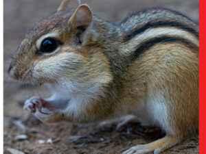 Keep Wildlife Where It Belongs: Your Complete Protection Guide