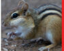 T&C_Website_Graphics_Chipmunks_FeatureImage